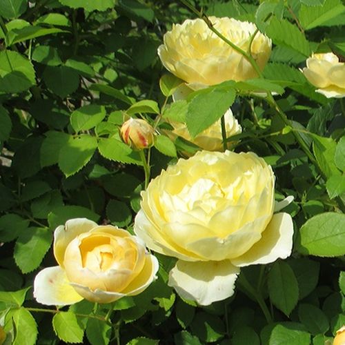 Rozenstruik - Webwinkel - Rosa Charlotte - geel - engelse roos - zacht geurende roos - David Austin - -